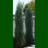 Juniperus virginiana Skyrocket - Piramidalna kleka Skyrocket