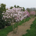 Magnolia stellata Rosea - Zvezdasta magnolija Rosea