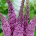 Buddleja davidii Ile de France - Letnji jorgovan Ile de France