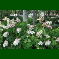 Hydrangea quercifolia - Hrastolisna hortenzija