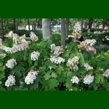 Hydrangea quercifolia - Hrastolisna hortenzija