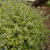 Caryopteris x clandonensis Summer Sorbet - Kariopteris Summer Sorbet