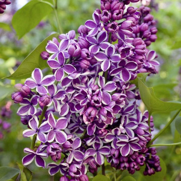 Syringa vulgaris Sensation - Baštenski jorgovan Sensation