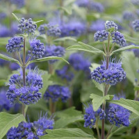 Caryopteris x clandonensis Heavenly Blue - Kariopteris Heavenly Blue