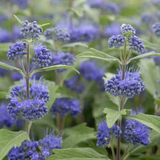 Caryopteris x clandonensis Heavenly Blue - Kariopteris Heavenly Blue