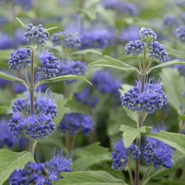Caryopteris x clandonensis Heavenly Blue - Kariopteris Heavenly Blue
