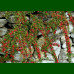 Cotoneaster dammeri Coral Beauty - Polegla dunjarica