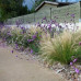Stipa tenuissima - Zlatni klas
