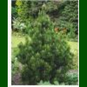 Pinus nigra - Black pine