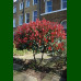 Photinia fraseri Red Robin - Fotinija Red Robin