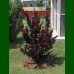 Lagerstroemia indica Best Red - Indijski jorgovan Best Red