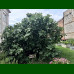 Ficus carica Pedro - Smokva Pedro