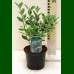 Euonymus japonicus Albomarginatus - Šarenolisni evunimus