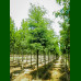 Gleditsia triacanthos Inermis - Gledičija bez trnje