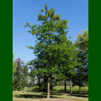 Gleditsia triacanthos Inermis - Gledičija bez trnje