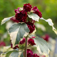Hibiscus syriacus purpureus Variegatus - Šarenolisni hibiskus