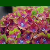 Hydrangea macrophylla Saxon Schloss Wackerbath - Hortenzija Saxon Schloss