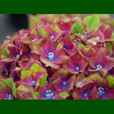 Hydrangea macrophylla Saxon Schloss Wackerbath - Hortenzija Saxon Schloss