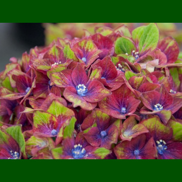 Hydrangea macrophylla Saxon Schloss Wackerbath - Hortenzija Saxon Schloss