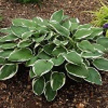 Hosta fortunei Francee