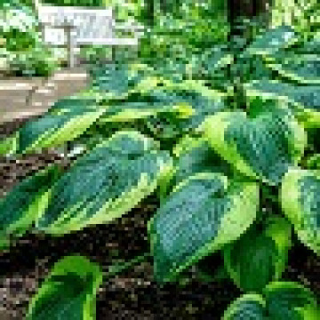 Hosta Frances Williams