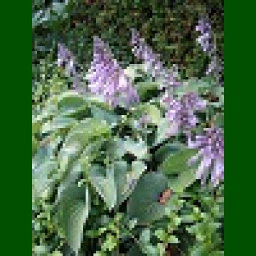 Hosta Blue Cadet