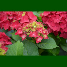 Hydrangea macrophylla Hot Red - Hortenzija Hot Red