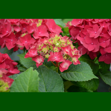 Hydrangea macrophylla Hot Red - Hortenzija Hot Red