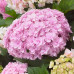 Hydrangea macrophylla Doppio Rosa - Hortenzija Dopio Rosa