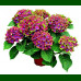 Hydrangea macrophylla Saxon Schloss Wackerbath - Hortenzija Saxon Schloss