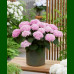 Hydrangea macrophylla Doppio Rosa - Hortenzija Dopio Rosa