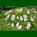 Hydrangea quercifolia Ice Cristal - Hrastolisna hortenzija Ice Cristal