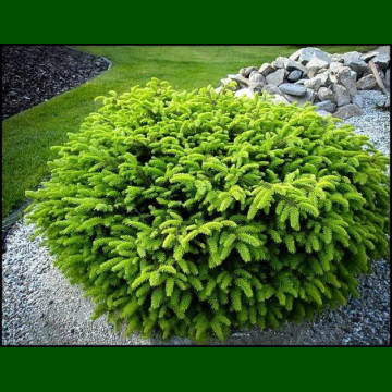 Picea abies Nidiformis - Patuljasta smrča Nidiformis