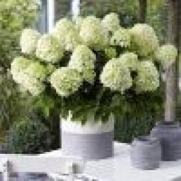 Hydrangea paniculata Little Spooky - Drvenasta hortenzija Little Spooky