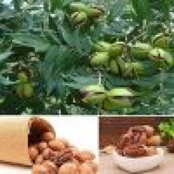 Carya illionensis Pawnee- Pekan orah Pawnee