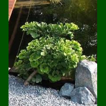 Ginkgo biloba Barabits Nana - Ginkgo Barabits Nana