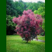 Cotinus coggygria Royal Purple - Purpurni ruj Royal Purple