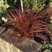 Uncinia Rubra - Ukrasna trava Uncinia Rubra