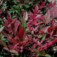 Nandina domestica Red Dragon - Nandina Red Dragon