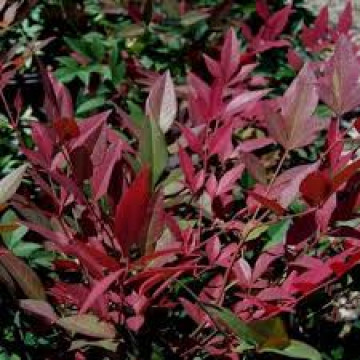 Nandina domestica Red Dragon - Nandina Red Dragon