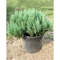 Juniperus horizontalis Alpina - Polegla kleka Alpina