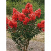 Lagerstroemia Petite Red - Indijski jorgovan Petite Red