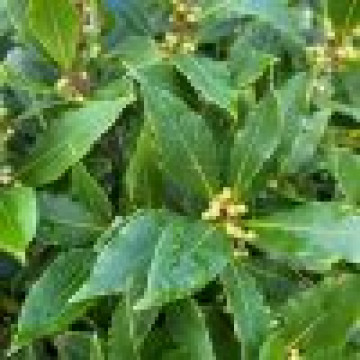 Laurus nobilis - Lovor