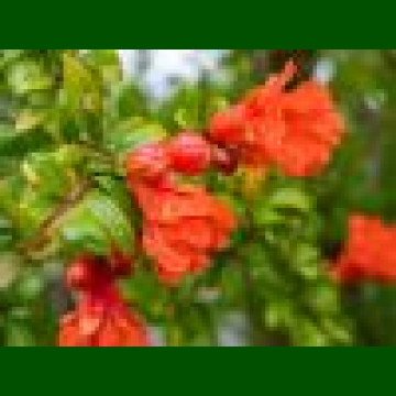 Punica granatum - Nar