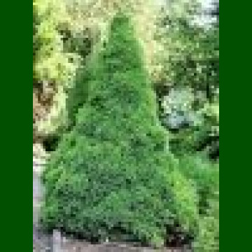 Picea glauca Conica - Sugar bottle pine