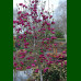 Magnolia Black Tulip - Magnolija Black Tulip
