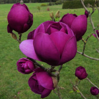 Magnolia Black Tulip - Magnolija Black Tulip