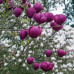 Magnolia Black Tulip - Magnolija Black Tulip