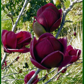 Magnolia Genie - Magnolija Genie