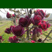 Magnolia Genie - Magnolija Genie